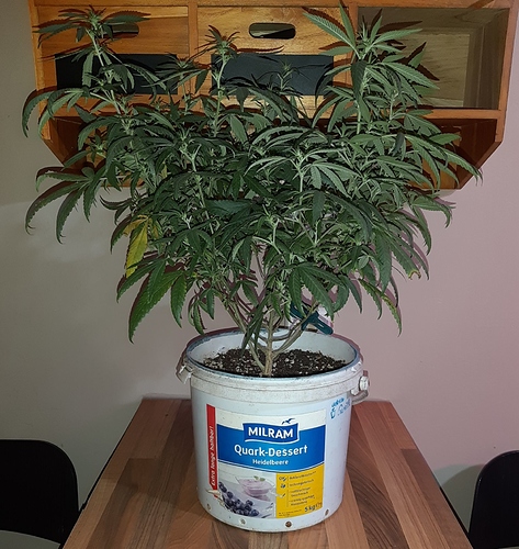 Growreport Bild 4