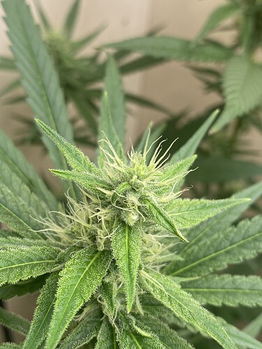 Growreport Bild 6