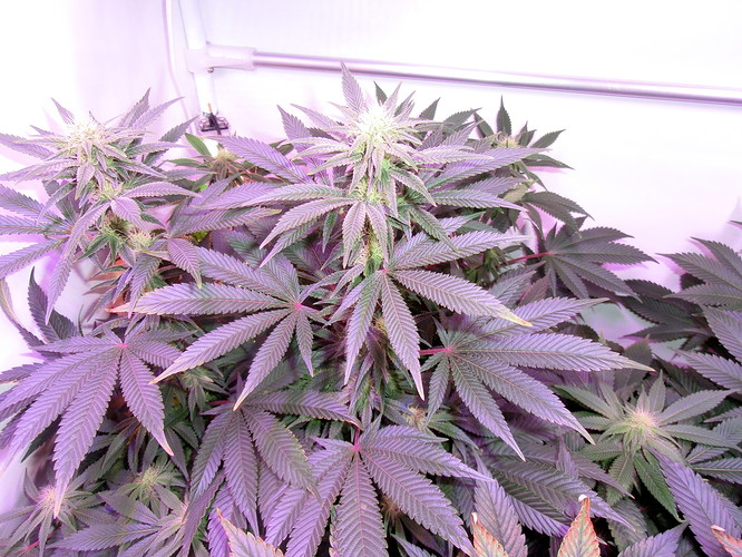 Growreport Bild 5