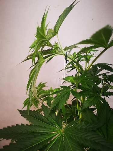 Growreport Bild 20