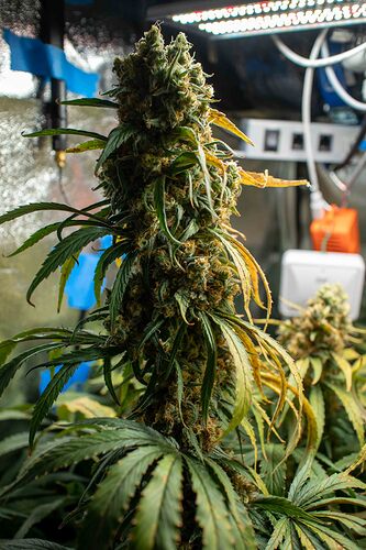 Growreport Bild 17