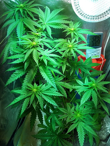 Growreport Bild 2