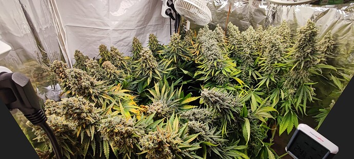 Growreport Bild 36
