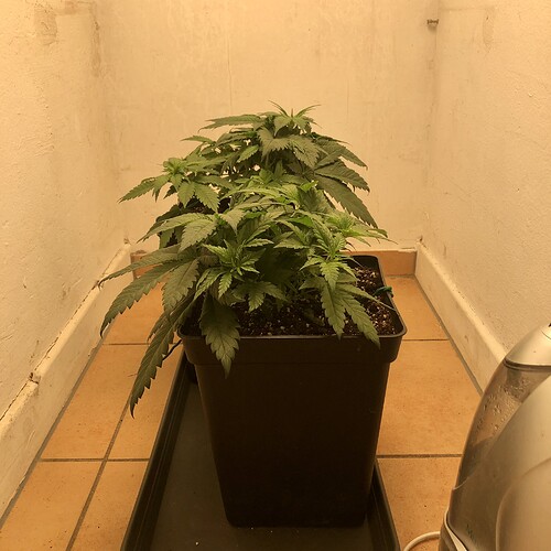 Growreport Bild 1