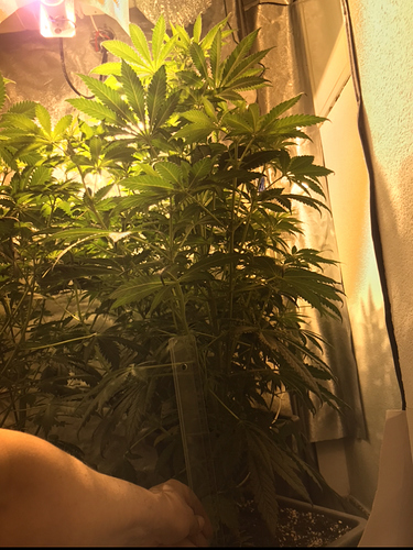 Growreport Bild 4
