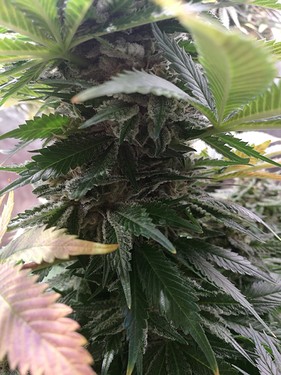Growreport Bild 6