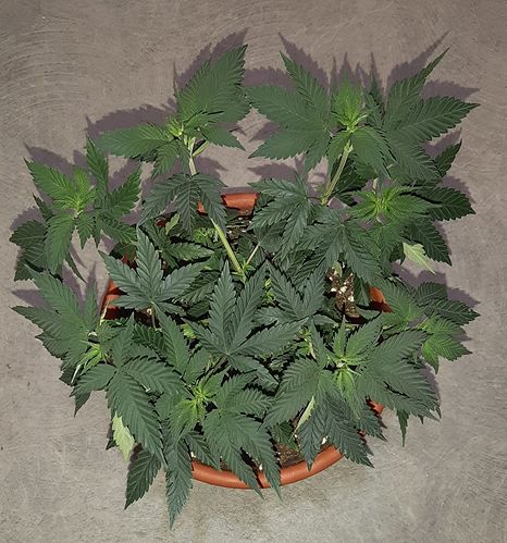 Growreport Bild 2