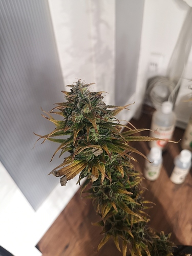 Growreport Bild 4