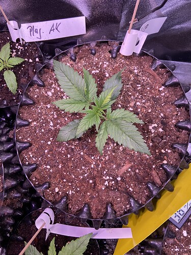 Growreport Bild 5