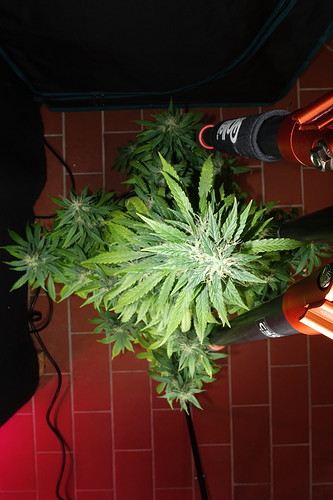 Growreport Bild 7