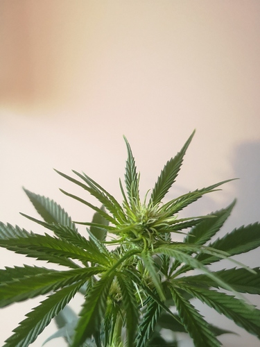 Growreport Bild 1