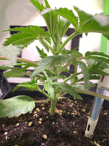 Growreport Bild 6