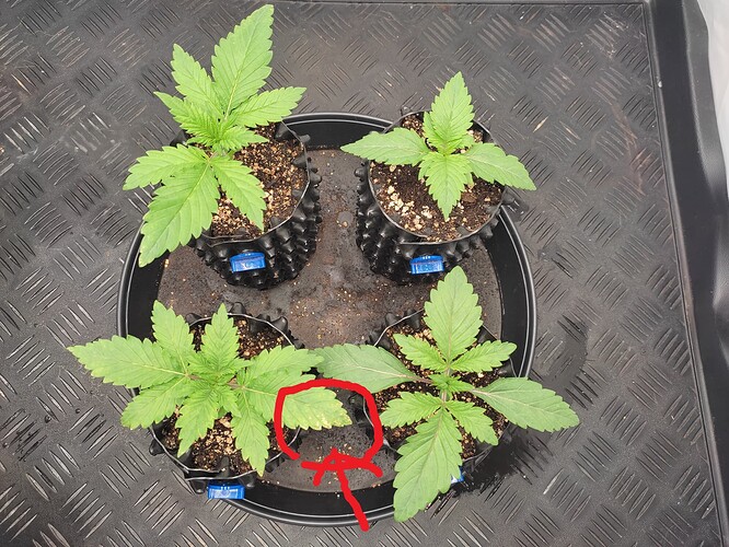 Growreport Bild 9