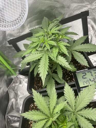 Growreport Bild 33