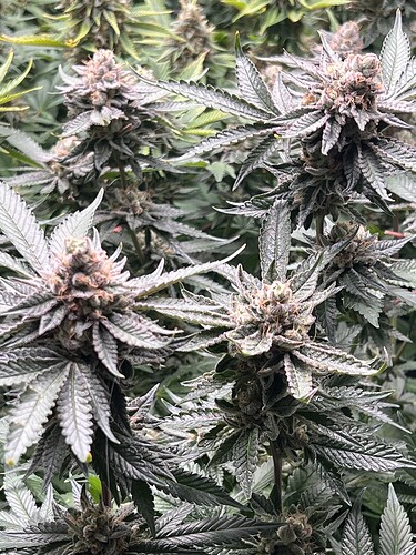 Growreport Bild 28