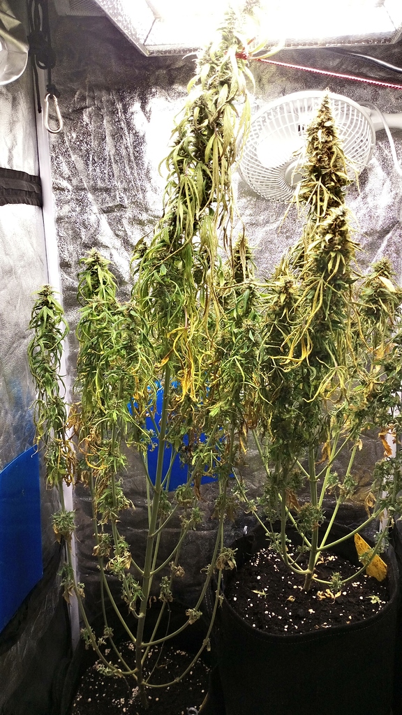 Hilfe! Mangel oder Überdüngung GrowProbleme Forum