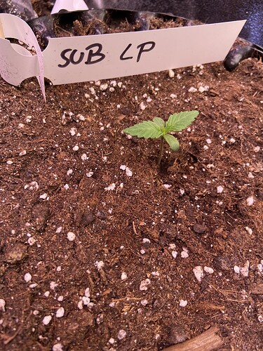 Growreport Bild 4