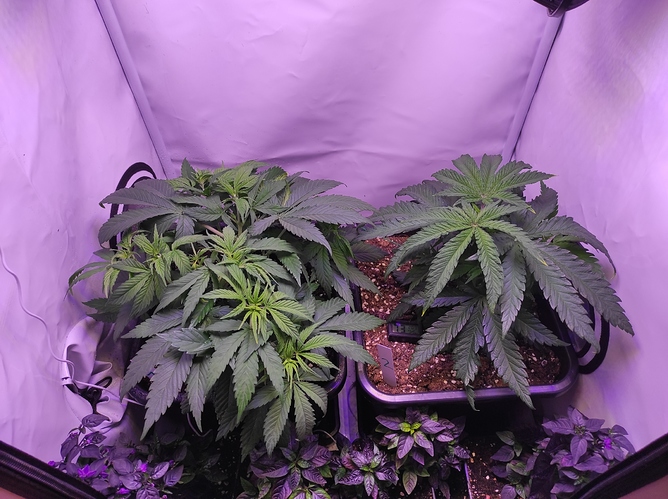 Growreport Bild 6