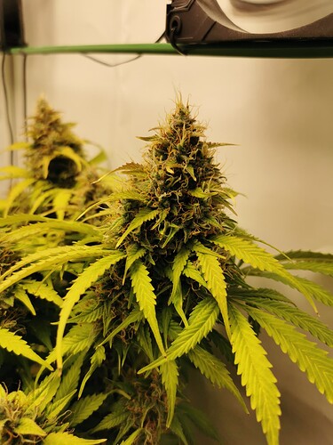 Growreport Bild 16