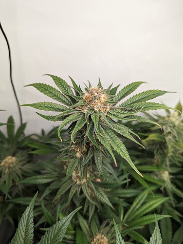 Growreport Bild 5