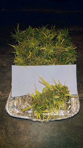 Growreport Bild 10