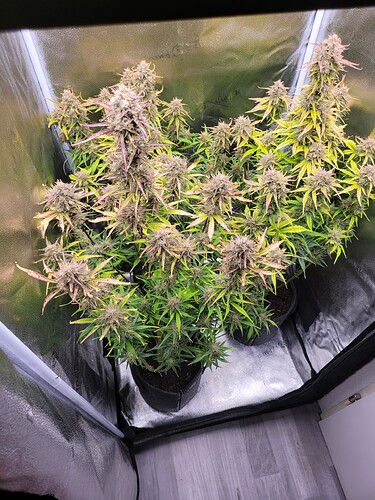 Growreport Bild 2
