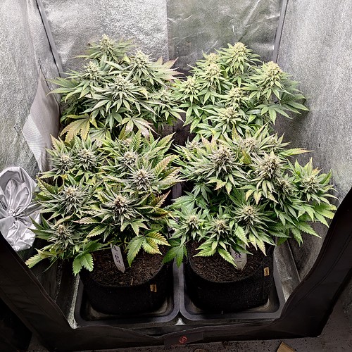 Growreport Bild 17