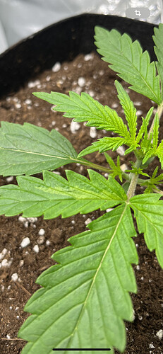 Growreport Bild 12