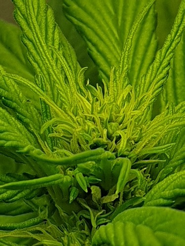 Growreport Bild 8