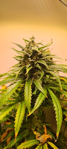 Growreport Bild 7