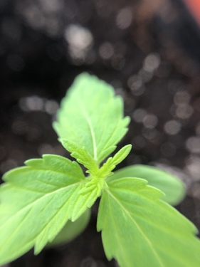 Growreport Bild 50