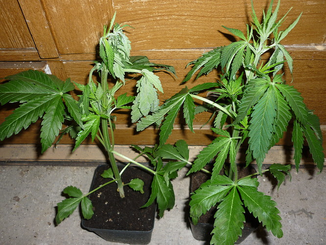 Growreport Bild 3