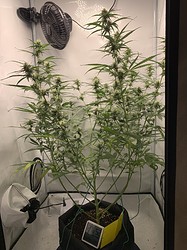 Growreport Bild 15