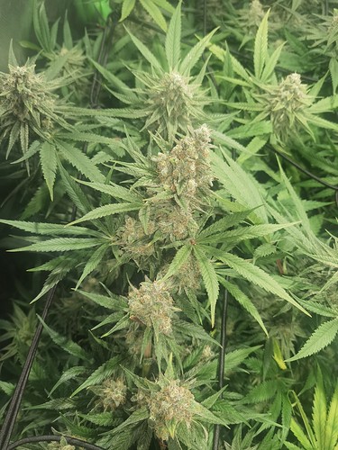 Growreport Bild 1