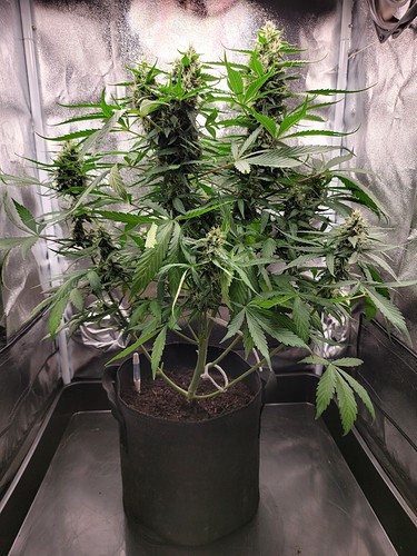 Growreport Bild 14