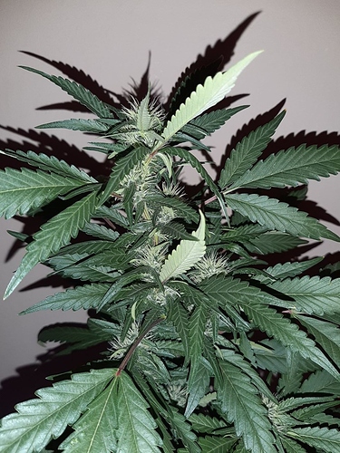 Growreport Bild 9
