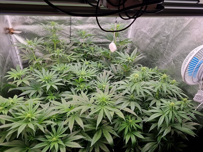 Growreport Bild 50
