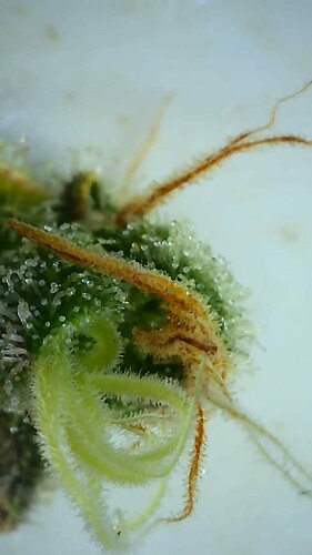 Growreport Bild 13
