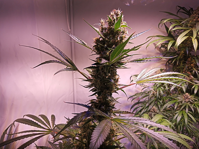 Growreport Bild 6