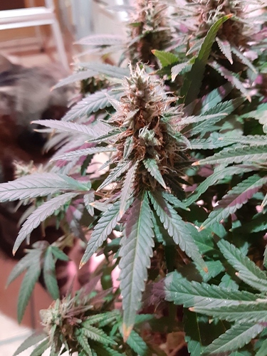 Growreport Bild 5