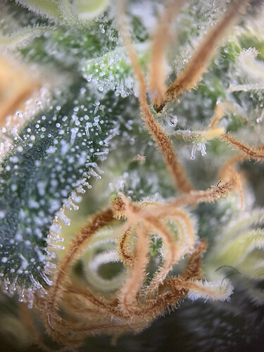 Growreport Bild 4