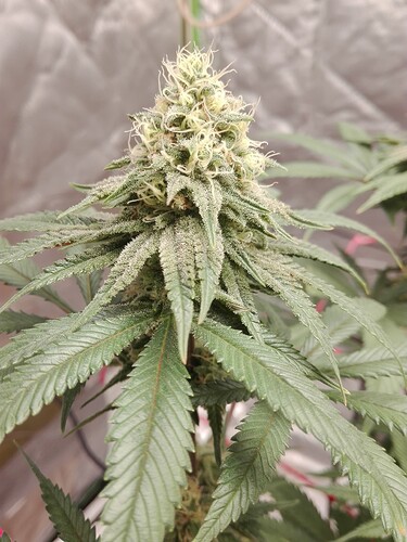 Growreport Bild 2