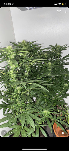 Growreport Bild 5