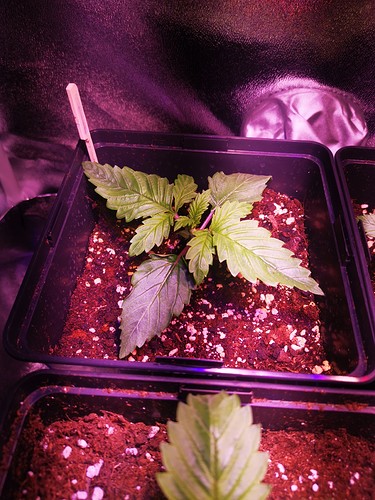 Growreport Bild 4
