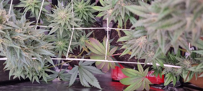 Growreport Bild 15