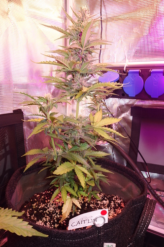 Growreport Bild 43