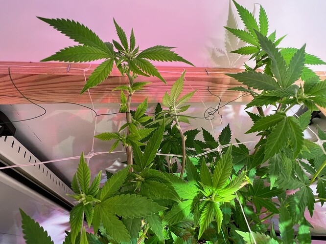 Growreport Bild 12