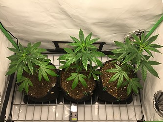 Growreport Bild 10