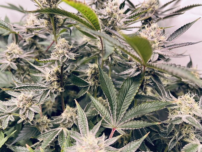 Growreport Bild 5