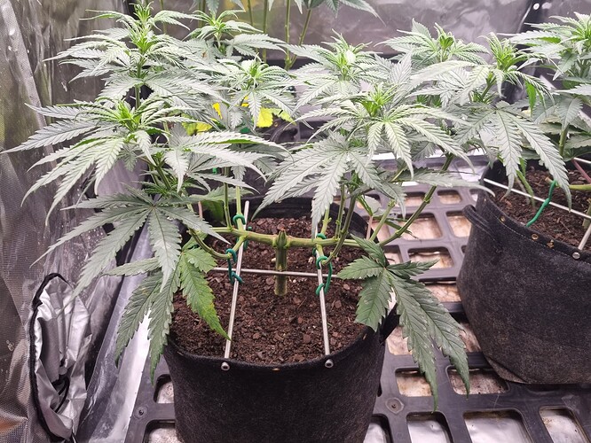Growreport Bild 15